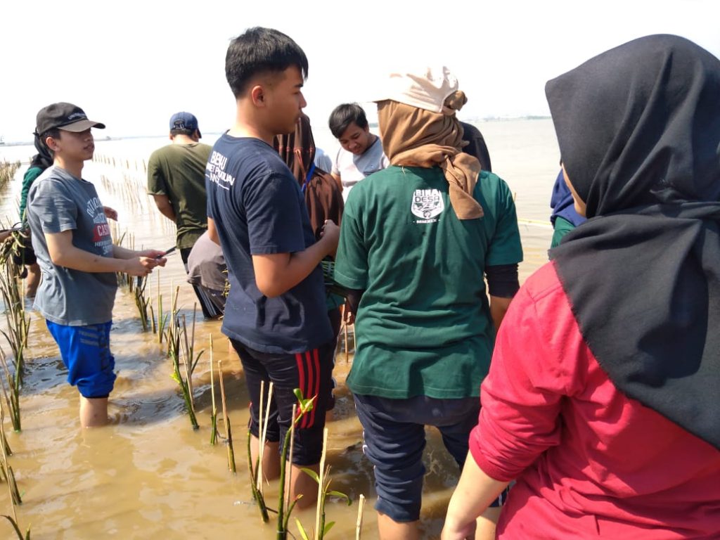 mahasiswa unisbank semarang lakukan aksi tanam mangrove